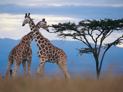 Giraffes roaming the grasslands of Africa.jpg